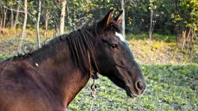Black horse on a meadow with fur and brown eyes, chain