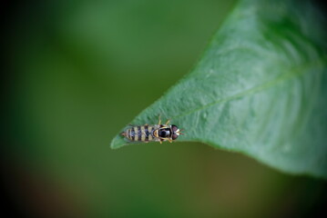 Close-up of gold fly on green leaf.
