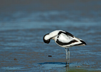 Kluut, Pied Avocet, Recurvirostra avosetta