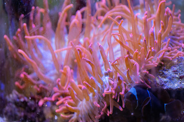 Fish swim along coral reefs in the aquarium.