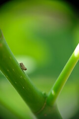 Close-up of bug on fig tree.