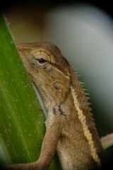 Close-up of green lizard in the garden.