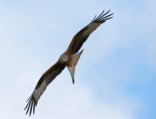 Rode Wouw, Red Kite, Milvus milvus