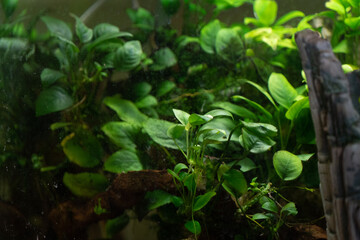 Beautiful corporate aquarium with live plants at the exhibition