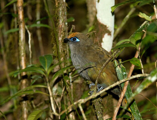 Reynauds Coua, Red-fronted Coua, Coua reynaudii