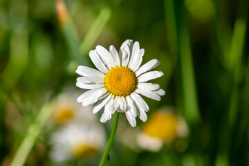 Fototapeta premium daisy flower