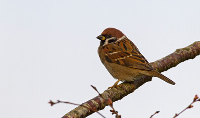 Ringmus, Eurasian Tree Sparrow, Passer montanus