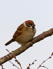 Ringmus, Eurasian Tree Sparrow, Passer montanus