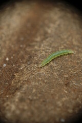 Close-up of caterpillar from garden.