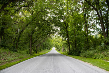 Fototapeta premium road in the woods
