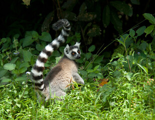 Ringstaartmaki, Ring-tailed Lemur, Lemur catta