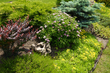 Purple leaved barberry, juniper, blue spruce, flowering spirea and stonecrop