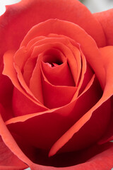 A close-up of the texture pattern on the edge of the red rose petals.