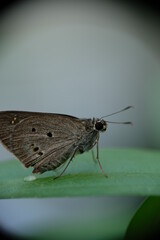Close-up of butterfly on green leaf.