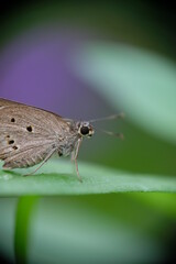 Close-up of butterfly on green leaf.