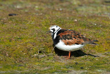 Steenloper, Ruddy Turnstone, Arenaria interpres