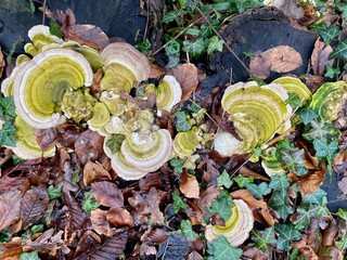 Cut tree with mushrooms in close-up.