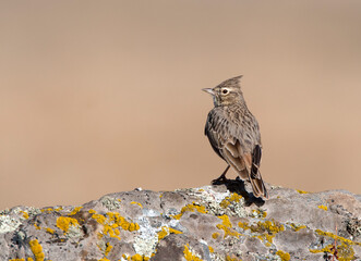 Kuifleeuwerik, Crested Lark, Galerida cristata