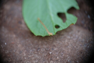 Bok choy leaves bitten by caterpillar.