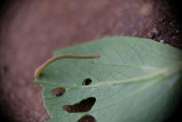 Bok choy leaves bitten by caterpillar.