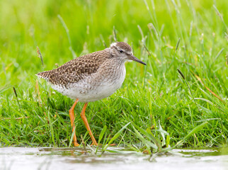 Tureluur, Common Redshank, Tringa totanus