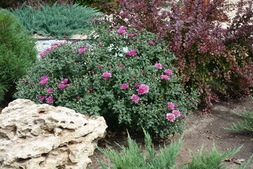 Pink Chrysanthemum, red leaved barberry, dwarf pine and juniper in the rock garden in August
