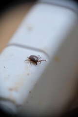 Close-up of insect on a pot.
