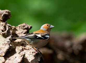 Vink, Common Chaffinch, Fringilla coelebs