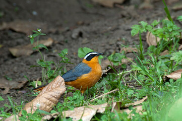 Witbrauwlawaaimaker,White-browed Robin-Chat, Cossypha heuglini