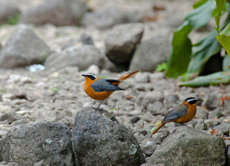 Witbrauwlawaaimaker,White-browed Robin-Chat, Cossypha heuglini