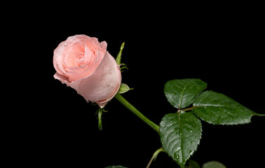 Rose flower close-up with water drops on a black background.