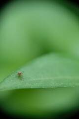 Close-up of insect on green leaf.