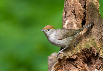 Zwartkop, Blackcap, Sylvia atricapilla