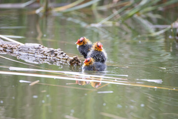 Nestling fulica atra birds swims in a pond among the reeds. Green reeds are reflected in the water.
