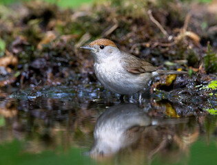 Zwartkop, Blackcap, Sylvia atricapilla