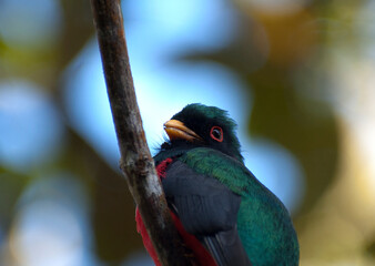 Maskertrogon, Masked Trogon, Trogon personatus