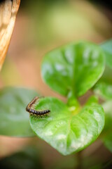 Close-up of Centipede in green leaf.