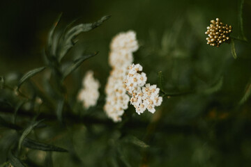 white butterfly on a flower