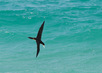 Bruine Gent, Brown Booby, Sula leucogaster