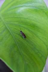 Close-up of Black Soldier Fly (BSF) on freen leaf.