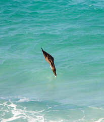 Bruine Gent, Brown Booby, Sula leucogaster