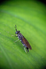 Close-up of Black Soldier Fly (BSF) on freen leaf.