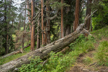 Big old tree lying in the forest