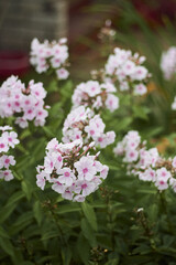 pink and white flowers