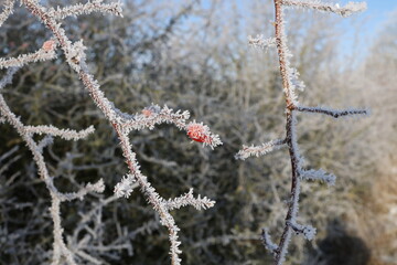 Red rose hips on a frosty morning
