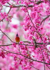 Mrs.Gould's Sunbird and cherry blossoms flowers, Small bird eats flowers from a cherry blossom tree.
