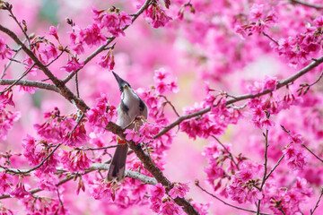 Red-whiskered bulbul (Pycnonotus jocosus) perching on cherry blossom branch, Chiang Mai in Thailand.