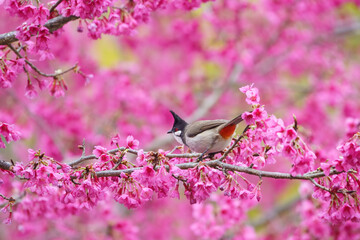 Red-whiskered bulbul (Pycnonotus jocosus) perching on cherry blossom branch, Chiang Mai in Thailand.