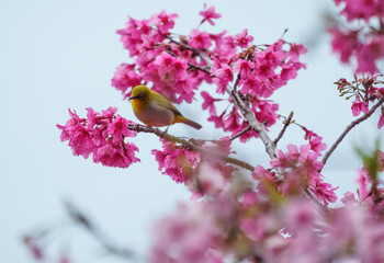 The Japanese White-eye bird and cherry blossoms flowers, Small bird eats flowers from a cherry blossom tree