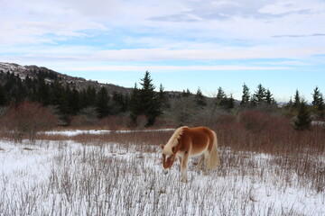 Auburn Pony in Snow IV